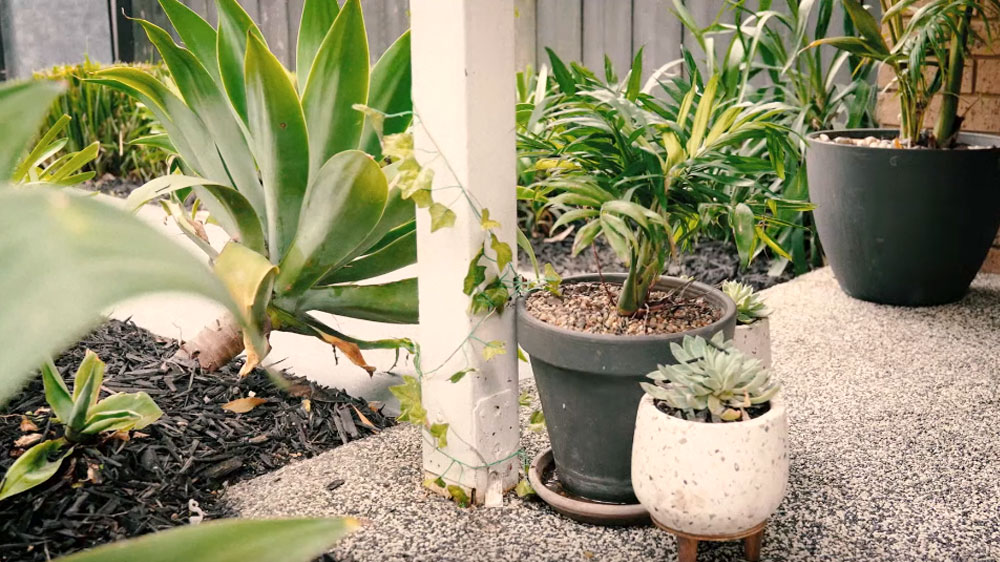 An assortment of pot plants arranged on a garden porch