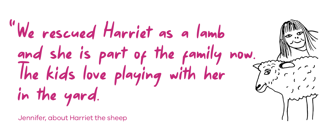 We rescued Harriet as a lamb and she is part of the family now. The kids love playing with her in the yard. Jennifer, about Harriet the sheep.