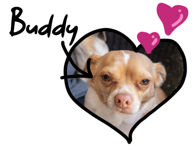 A photo of Buddy the chihuahua with cartoon hearts around him