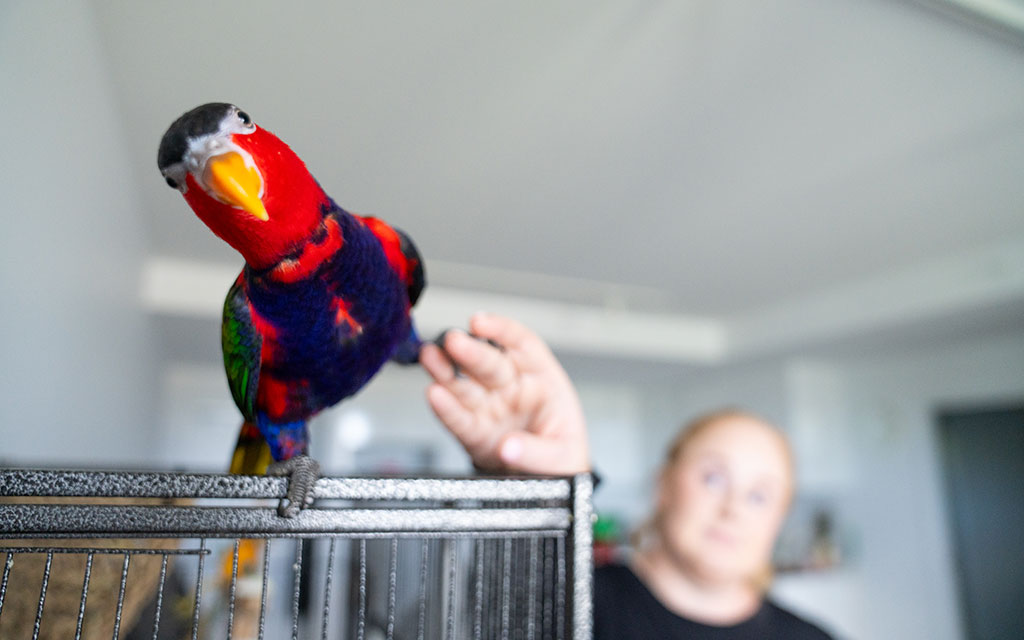 Crystal with Goose the Black-capped Lory