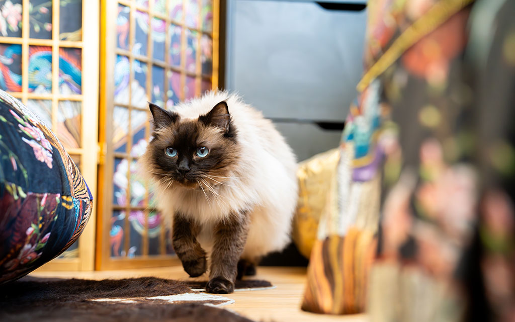 The Marquess Flou Pantalon, the Ragdoll cat